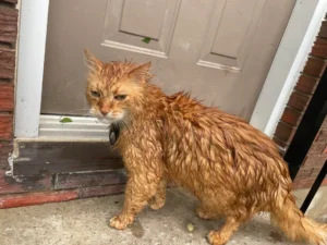 Cat at Back Door