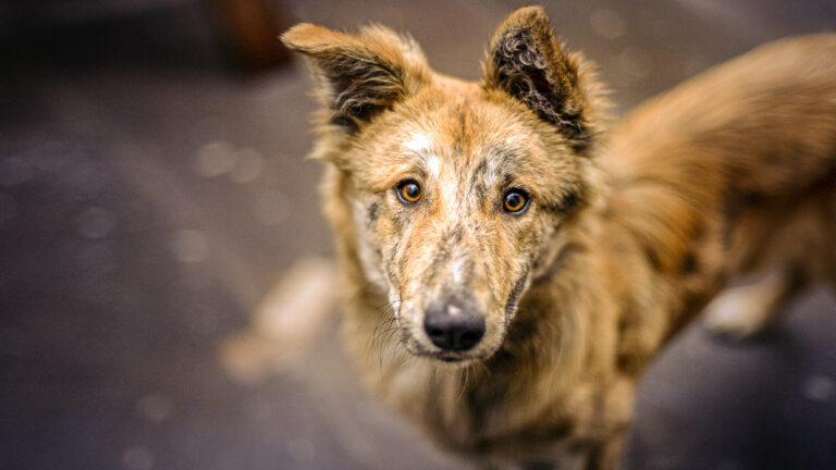 Stray Dog